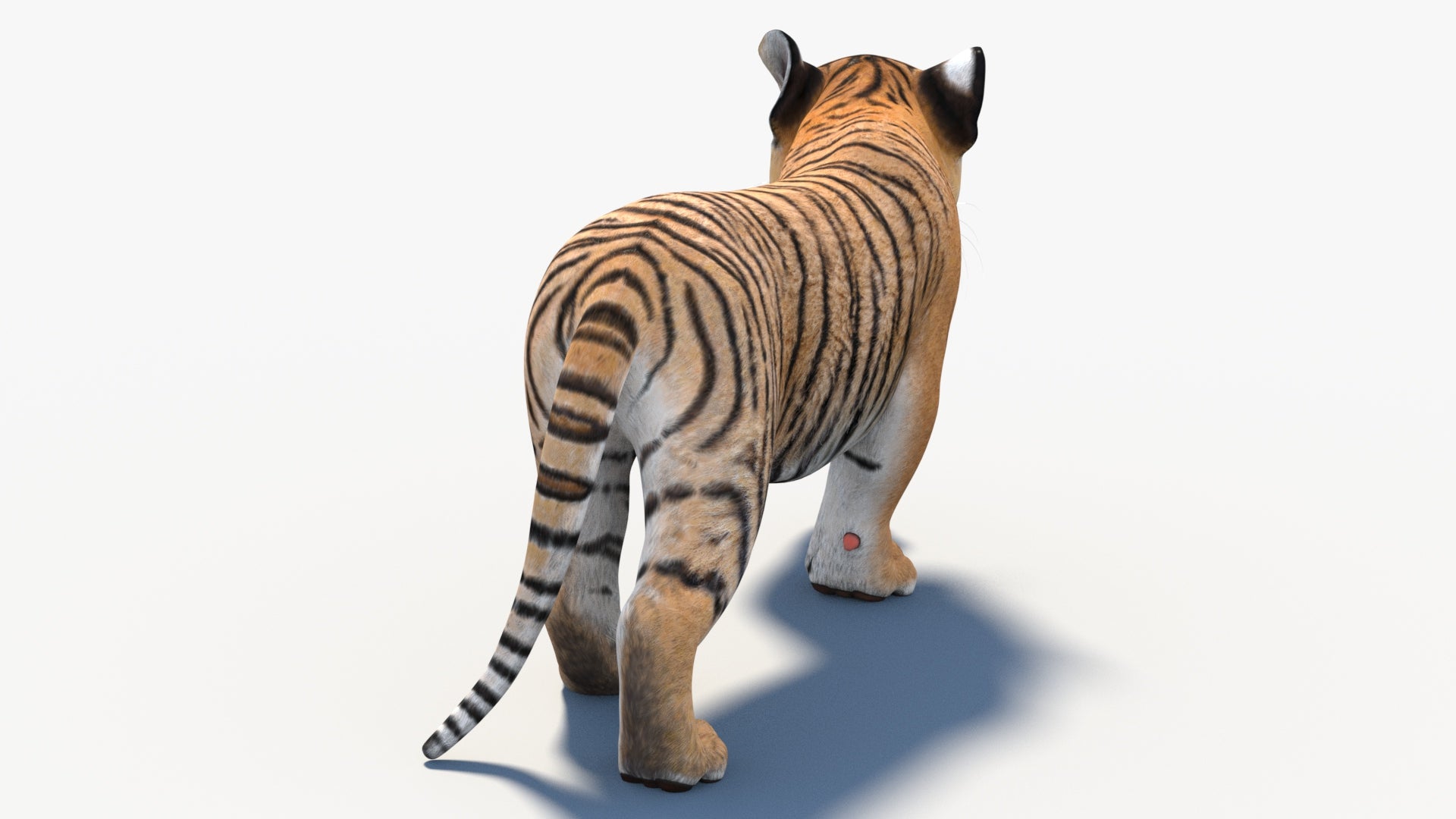 Animated Tiger Cub 3D Model game ready