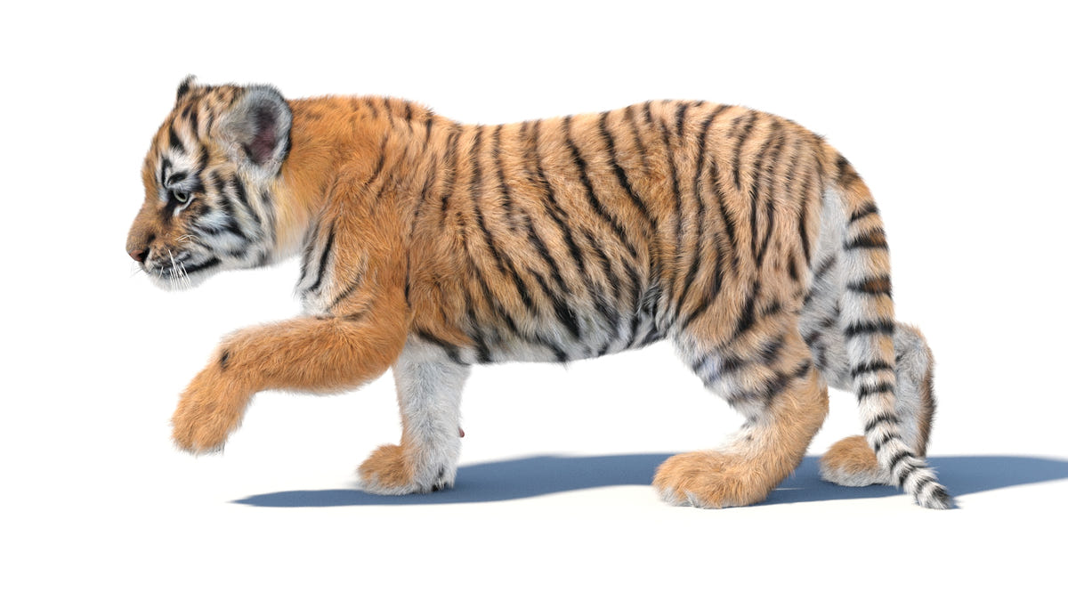 Animated Baby Tiger 3D Model with Realistic Groomed Fur Standing Pose