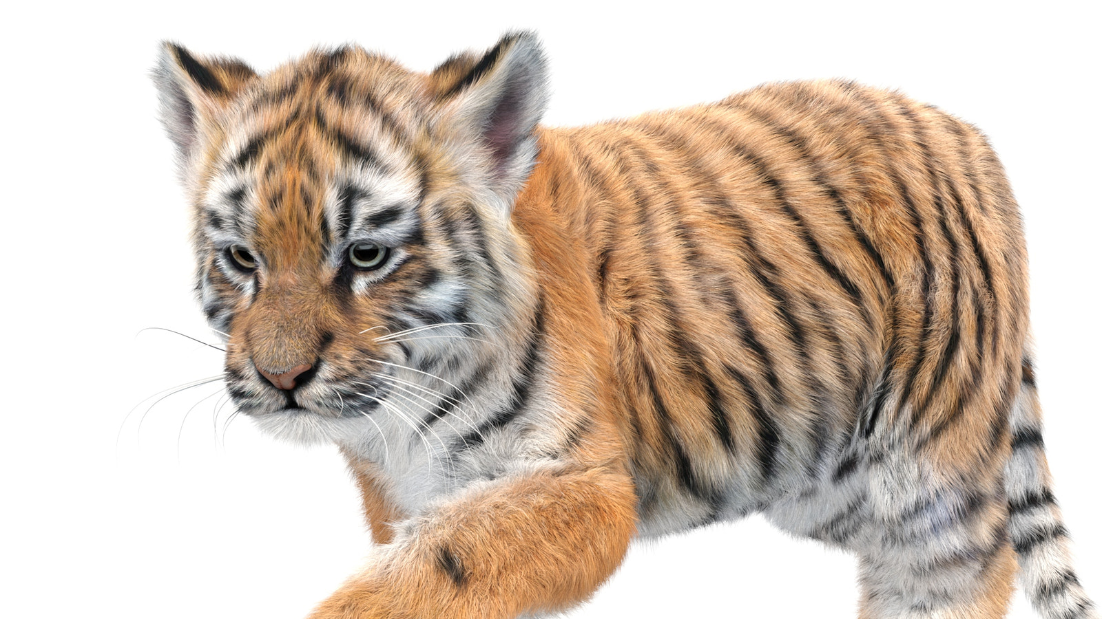 Animated Baby Tiger 3D Model with Realistic Groomed Fur - Head Close Up