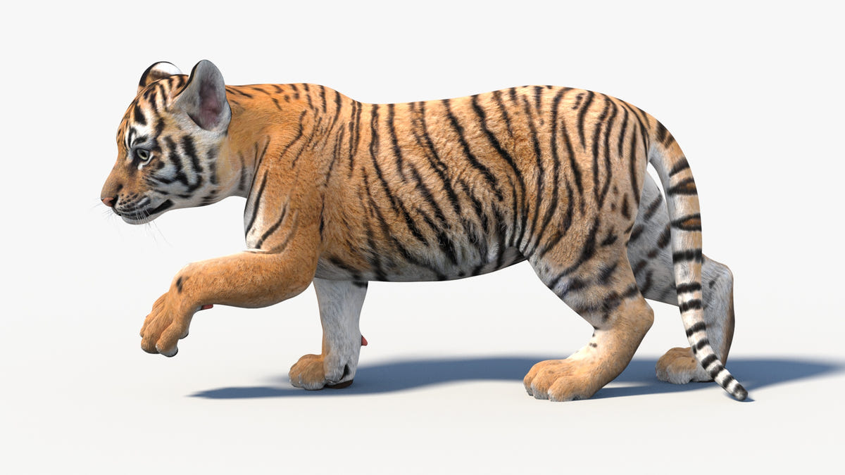 Animated Tiger Cub 3D Model
