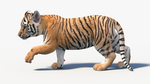 Animated Tiger Cub 3D Model Thumbnail
