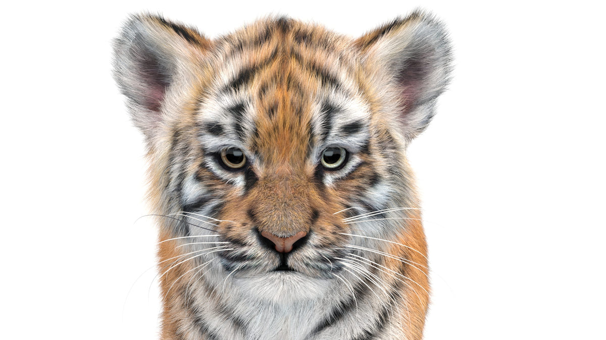 Animated Baby Tiger 3D Model with Realistic Groomed Fur - Head Close Up