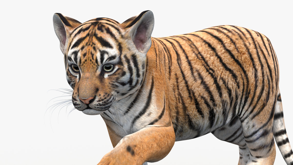 Animated Tiger Cub 3D Model head close up