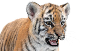 Animated Tiger Cub 3D Model with Realistic Groomed Fur - Head Close Up Thumbnail