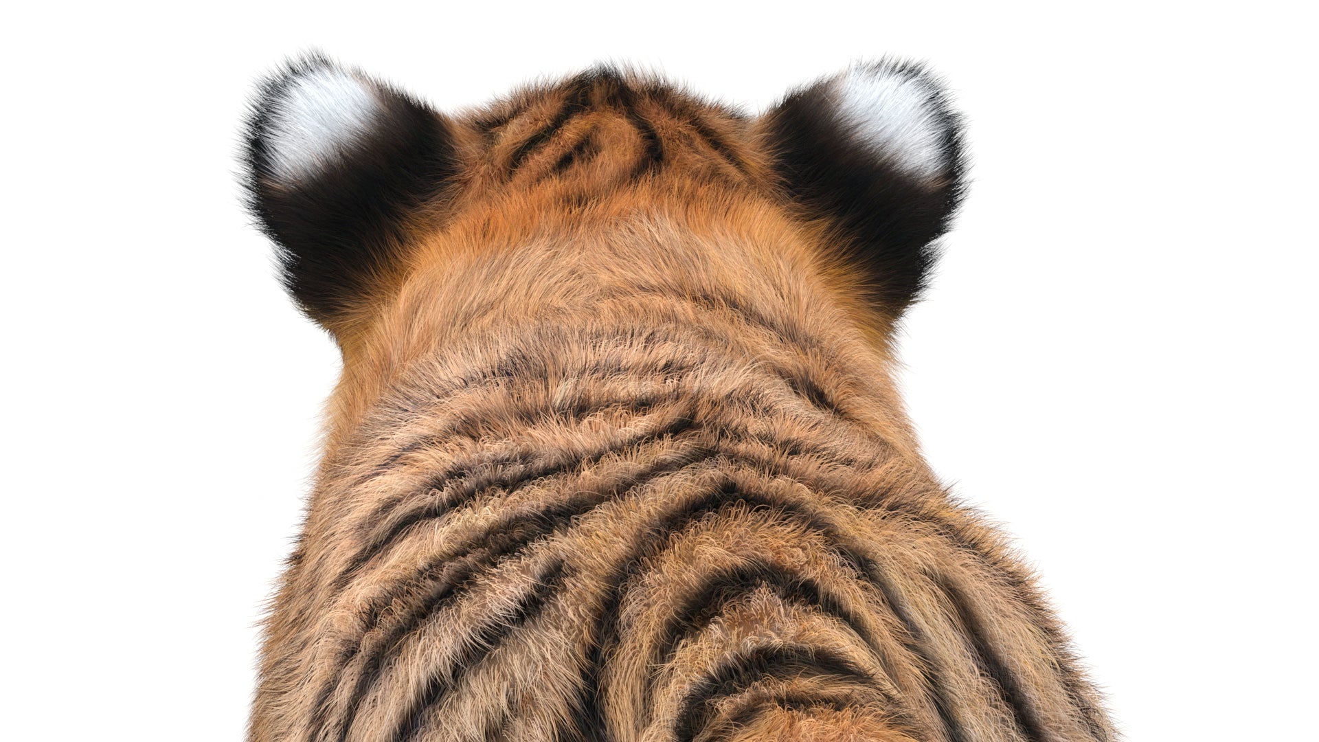 Animated Tiger Cub 3D Model with Realistic Groomed Fur - Head Close Up from Back