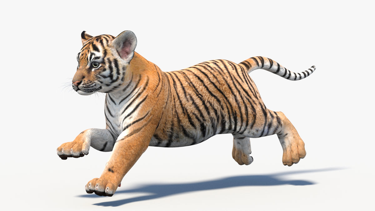 Animated Tiger Cub 3D Model - Game-Ready - 360 Degree View