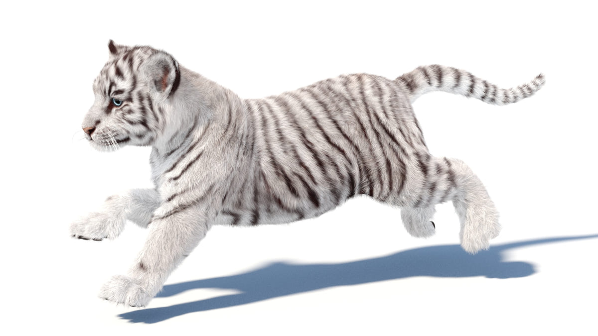 Animated White Tiger Cub 3D Model - Hair and Fur - 360 Degree View