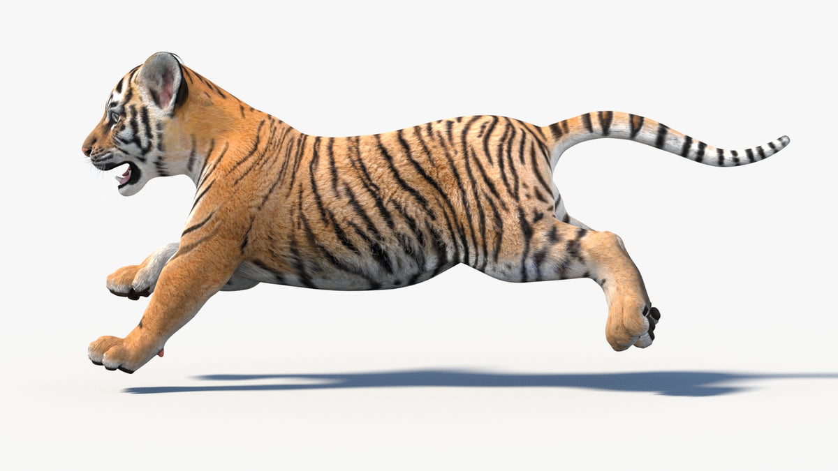 Animated Tiger Cub 3D Model - Game-Ready - 360 Degree View