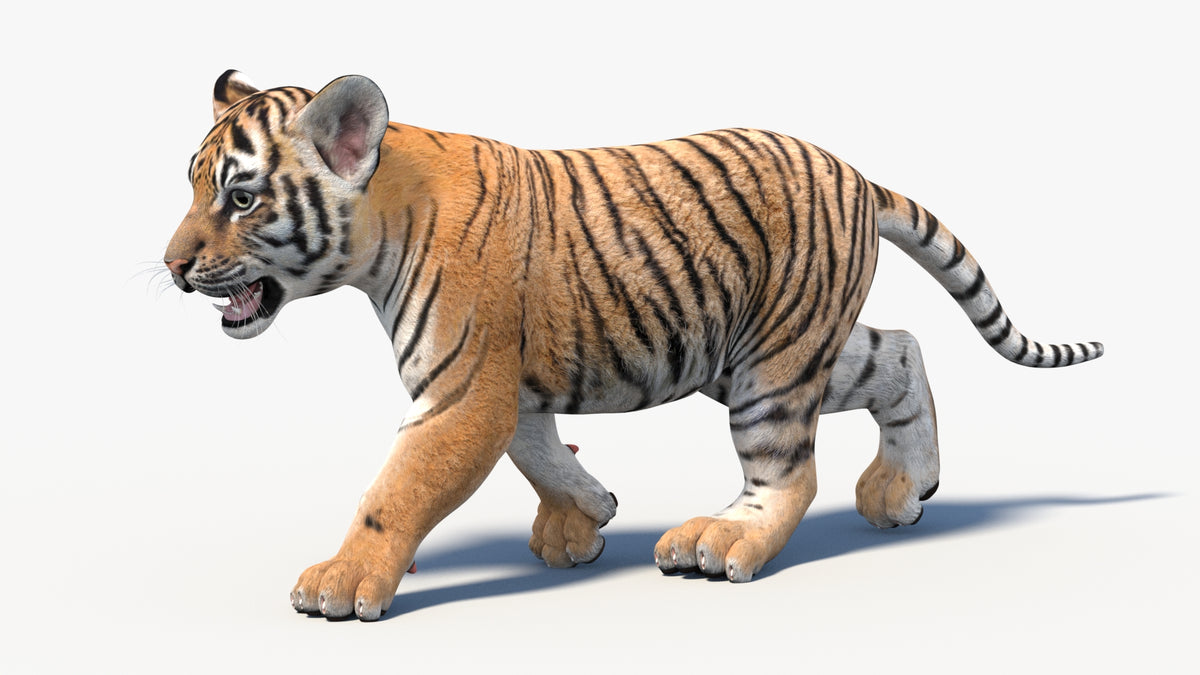 Animated Tiger Cub 3D Model - Game-Ready - 360 Degree View