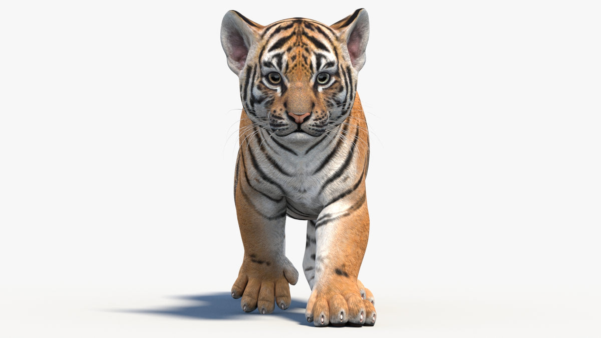 Animated Tiger Cub 3D Model - Game-Ready - 360 Degree View