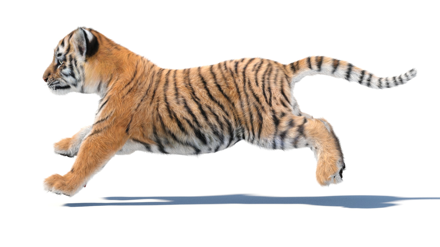 Animated Tiger Cub 3D Model Bundle — Natural and White - 360 Degree View