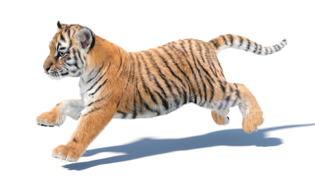 Animated Tiger Cub 3D Model Bundle — Natural and White - 360 Degree View