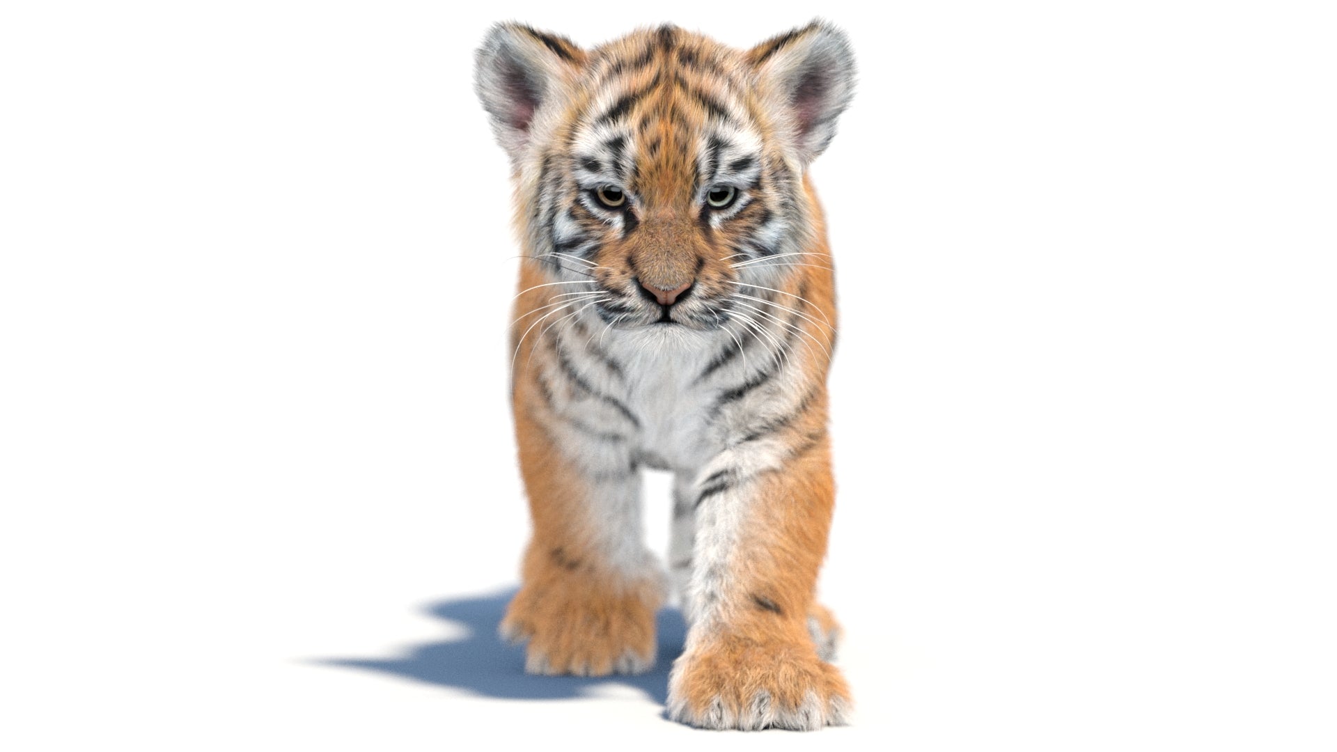 Animated Tiger Cub 3D Model with Groomed Hair - 360 Degree Interactive View