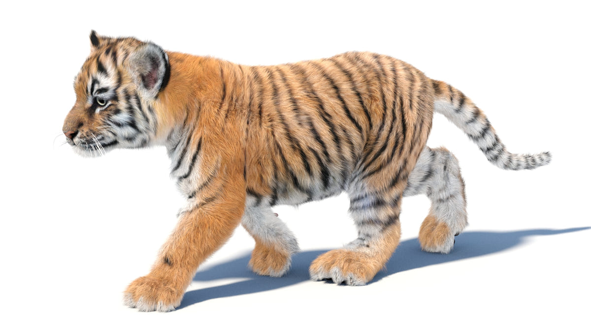 Animated Tiger Cub 3D Model - Hair and Fur - 360 Degree View