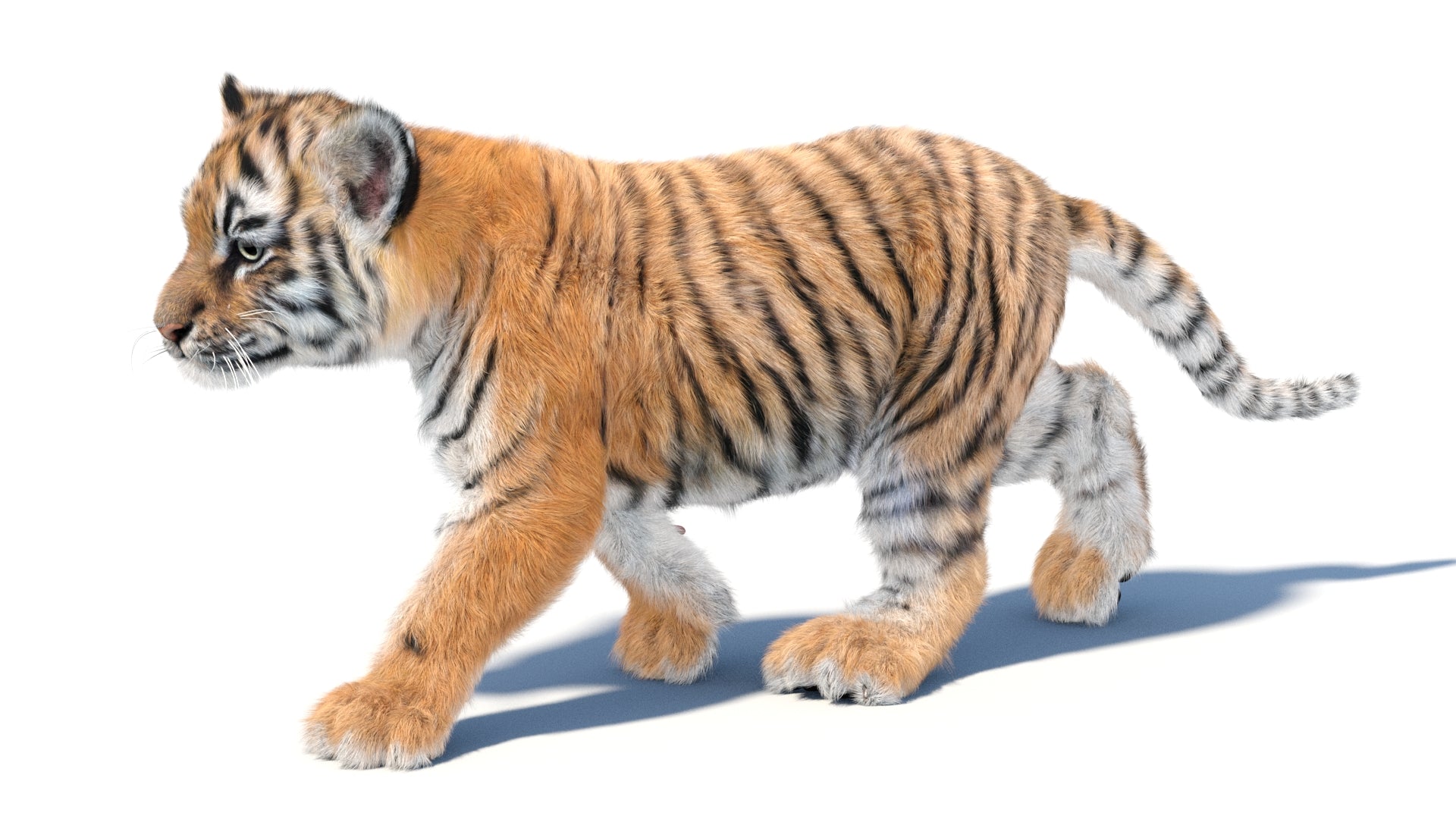 Animated Tiger Cub 3D Model with Groomed Hair - 360 Degree Interactive View