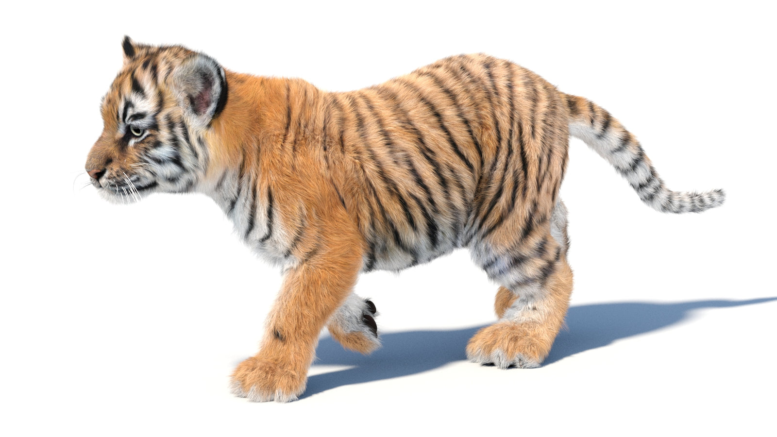 Animated Tiger Cub 3D Model with Groomed Hair 360° view 3 frame 5