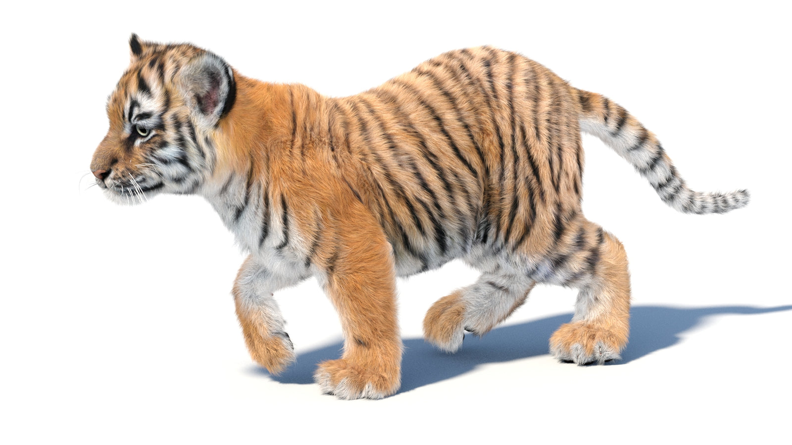 Animated Tiger Cub 3D Model with Groomed Hair 360° view 3 frame 10