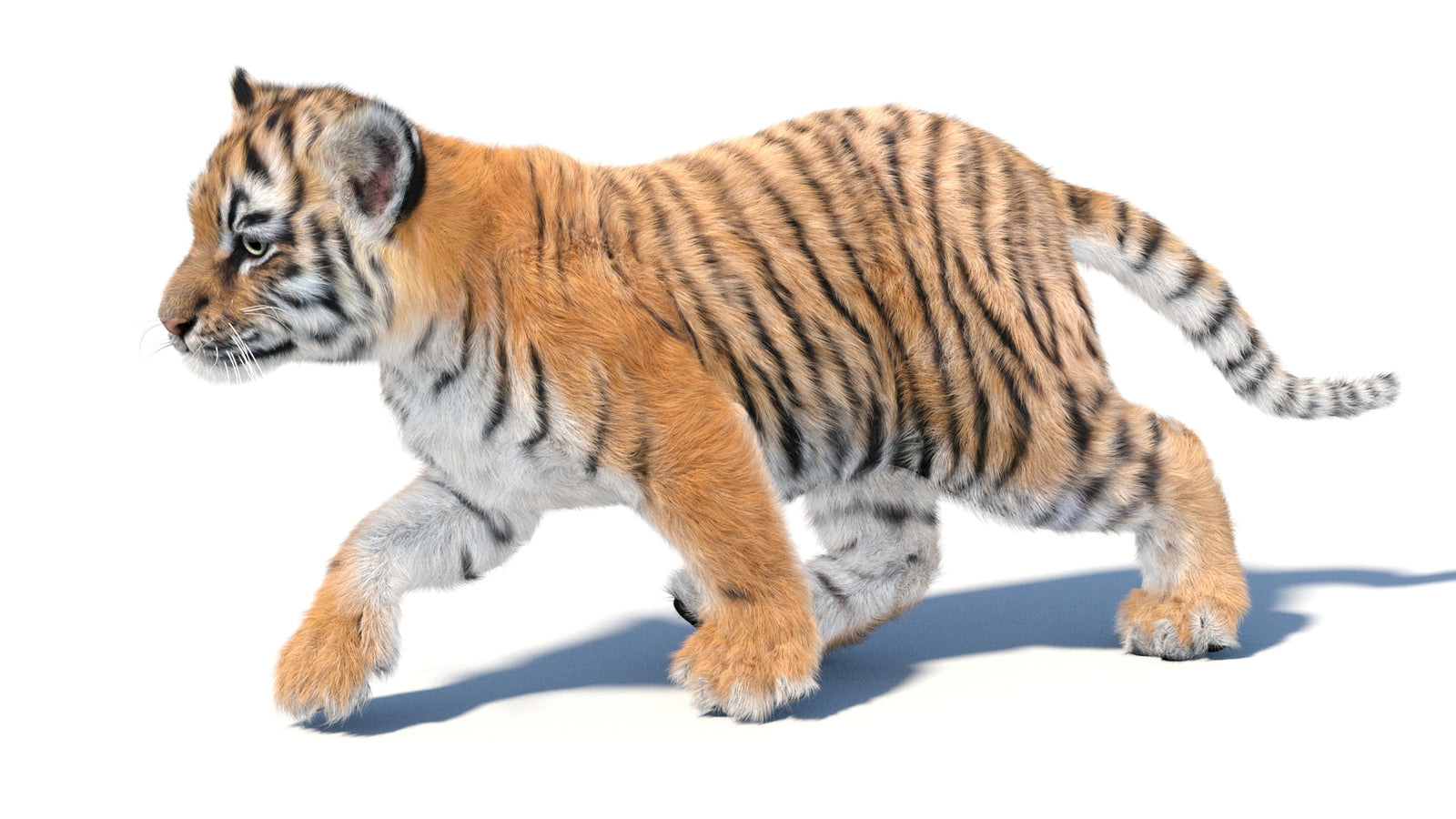 Animated Tiger Cub 3D Model with Groomed Hair 360° view 3 frame 14