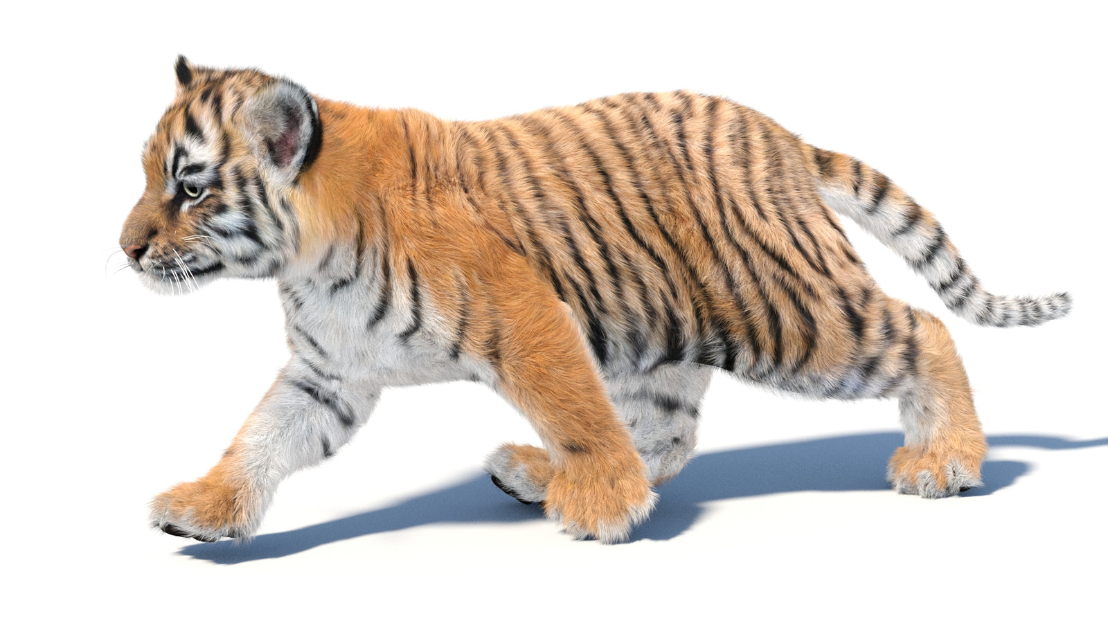 Animated Tiger Cub 3D Model with Groomed Hair 360° view 3 frame 16