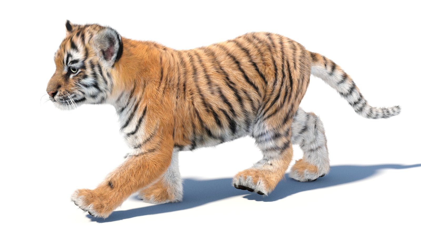 Animated Tiger Cub 3D Model with Groomed Hair 360° view 3 frame 31