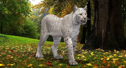 Gray lynx standing in a forest with trees and fallen leaves in the background