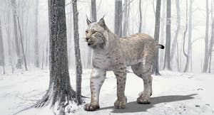 Lynx standing in a snowy forest Thumbnail