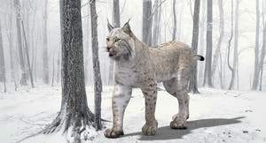 Lynx standing in a snowy forest Thumbnail