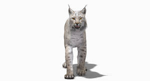 Animated White Lynx 3D Model Thumbnail