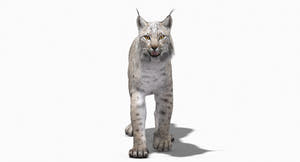 Animated White Lynx 3D Model Thumbnail