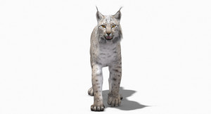 Animated White Lynx 3D Model Thumbnail