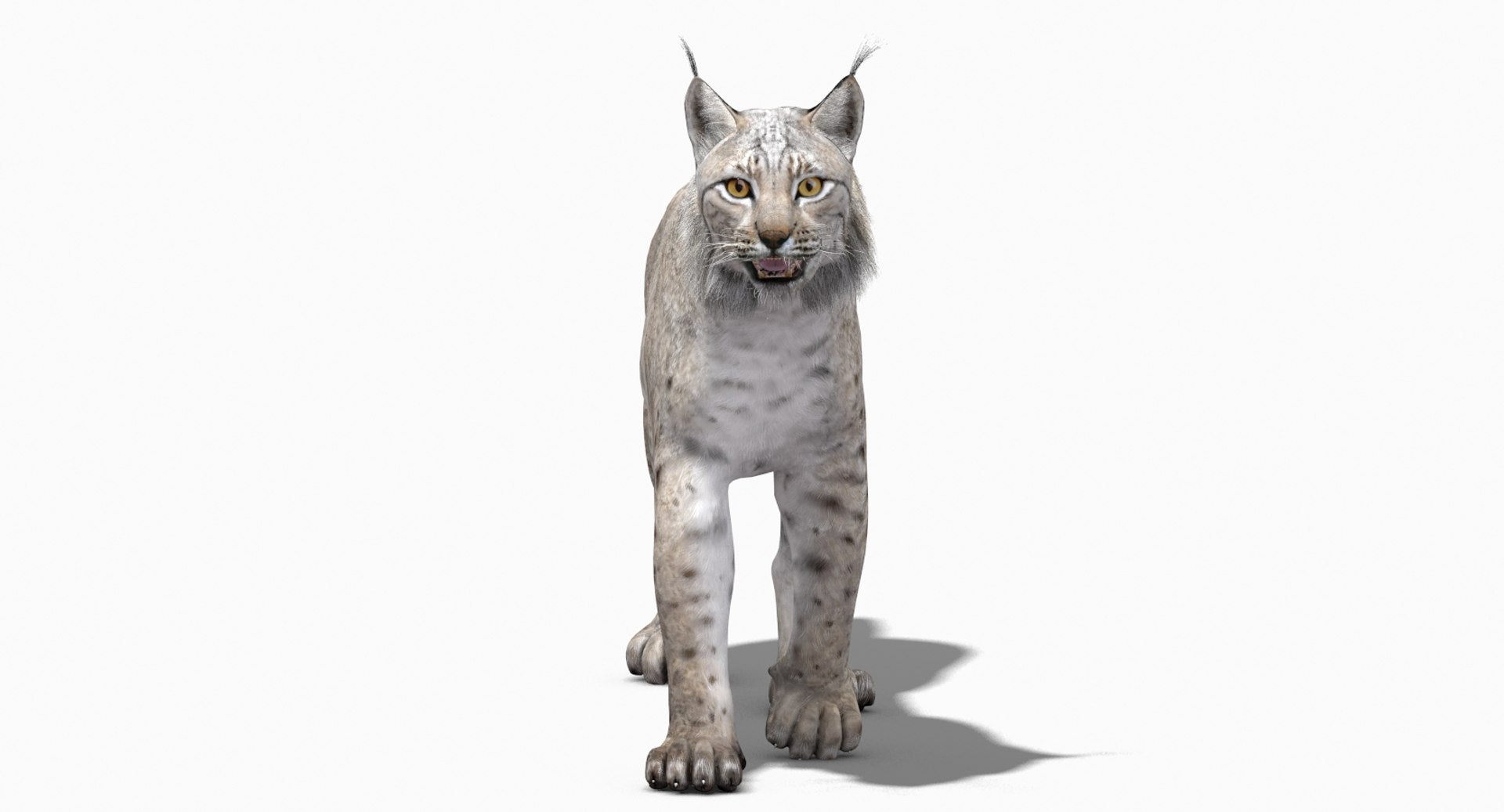 Animated White Lynx 3D Model