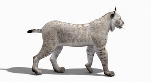 3D model of a lynx walking on a white background Thumbnail