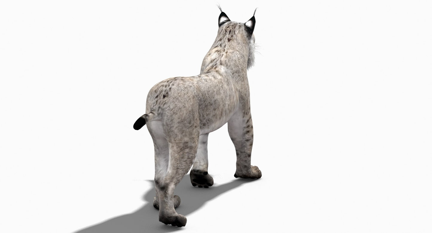 Animated White Lynx 3D Model