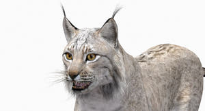 Animated White Lynx 3D Model - Game-Ready Thumbnail