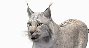 Animated White Lynx 3D Model Thumbnail
