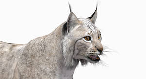 Animated White Lynx 3D Model Thumbnail