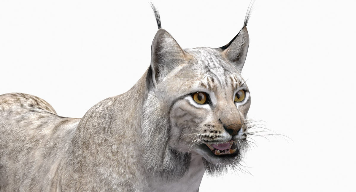 Animated White Lynx 3D Model - Game-Ready