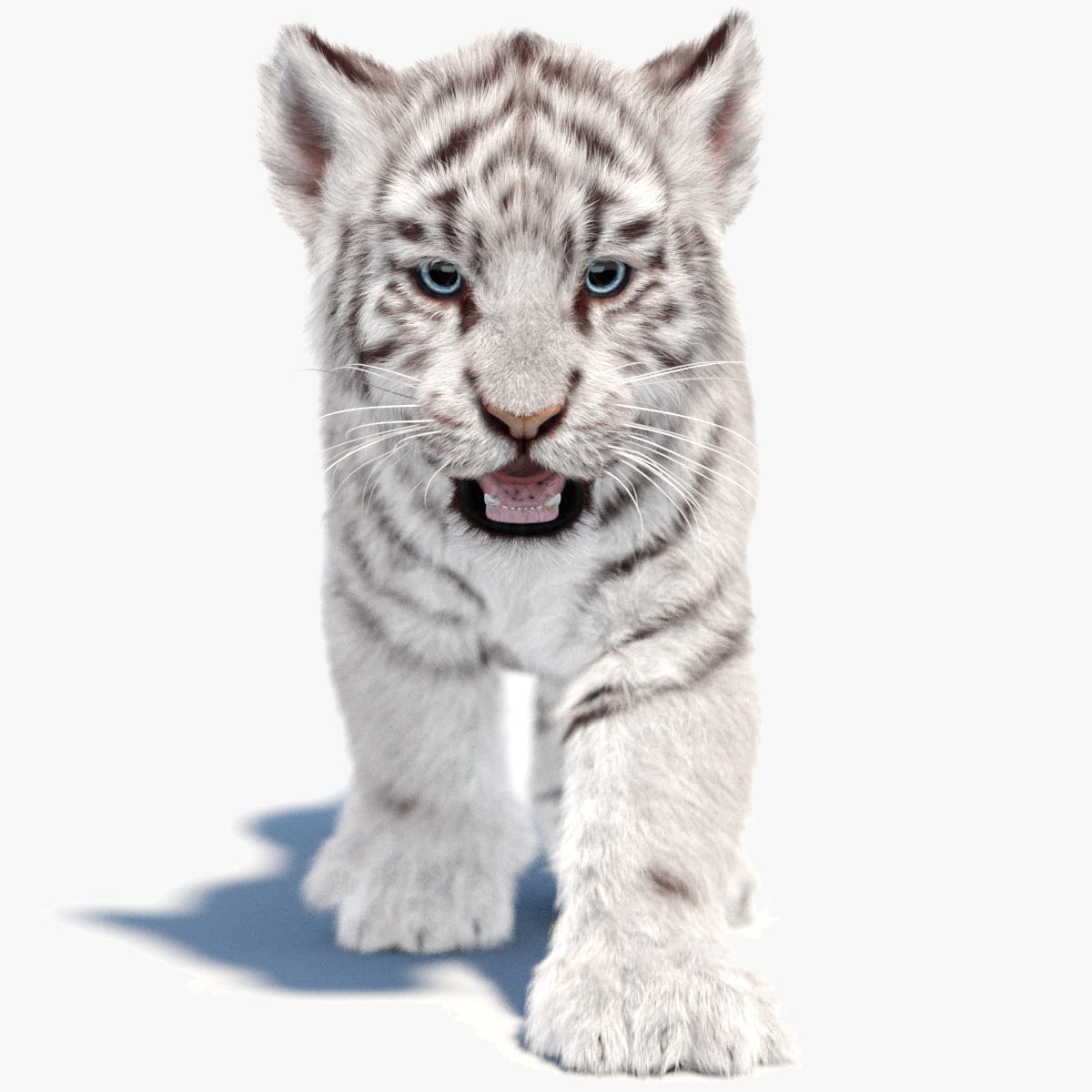 Animated White Tiger Cub 3D Model with Groomed Hair