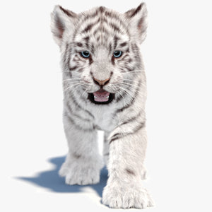 Animated White Tiger Cub 3D Model with Groomed Hair Thumbnail
