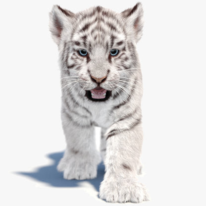 Animated white Tiger Cub 3D Model with Groomed Hair