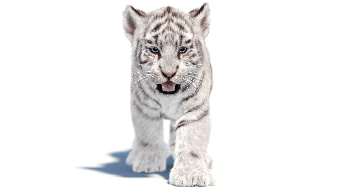 Animated white Tiger Cub 3D Model with Groomed Hair