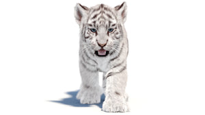 Animated Tiger Cub 3D Model Bundle — Natural and White Thumbnail