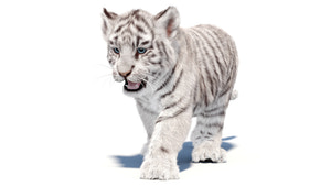 Animated White Tiger Cub 3D Model with Groomed Hair Thumbnail