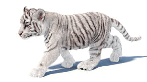 Animated White Tiger Cub 3D Model with Groomed Hair Thumbnail