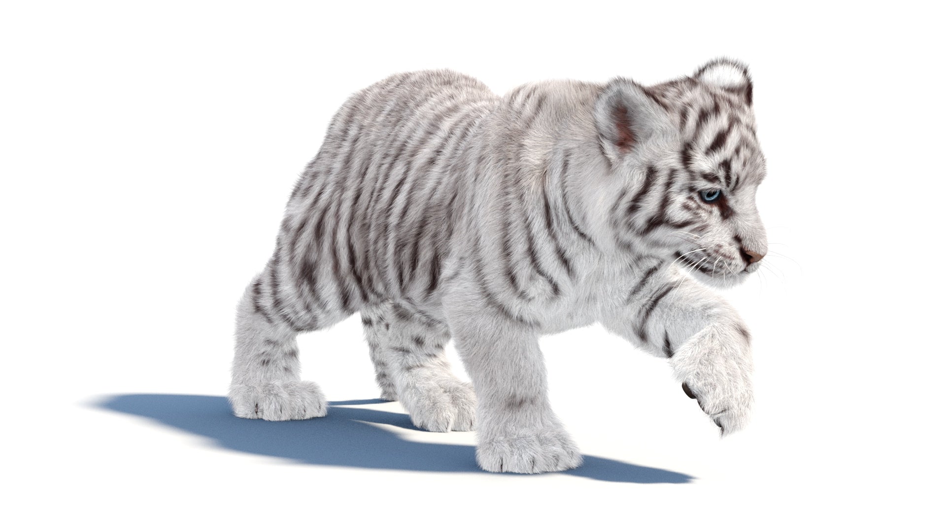 Animated White Tiger Cub 3D Model with Groomed Hair - Walk Cycle