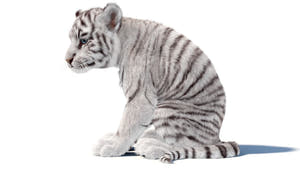 Animated White Tiger Cub 3D Model with Groomed Hair Thumbnail
