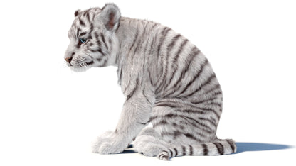Animated white Tiger Cub 3D Model with Groomed Hair