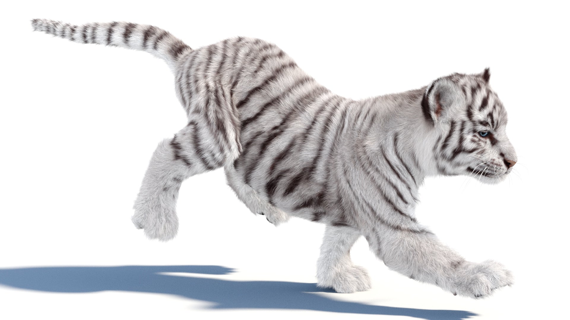 White tiger cub running on a white background