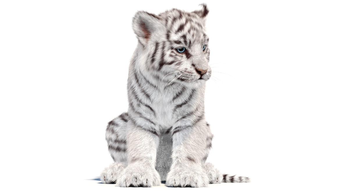 Animated White Tiger Cub 3D Model with Groomed Hair sitting cute
