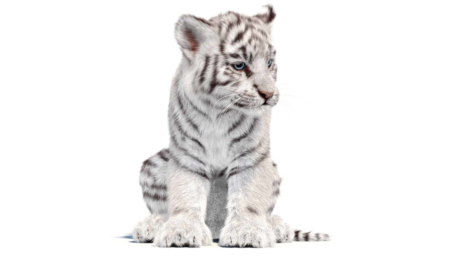 Animated White Tiger Cub 3D Model with Groomed Hair sitting cute
